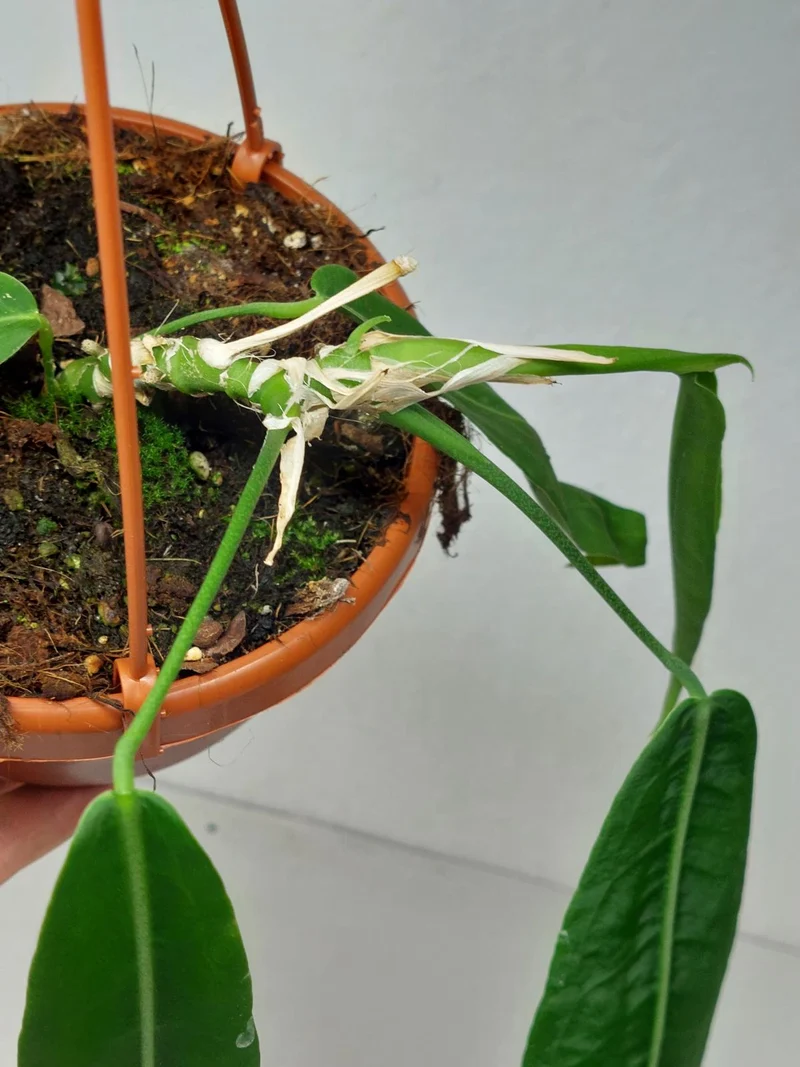 Anthurium Pallidiflorum