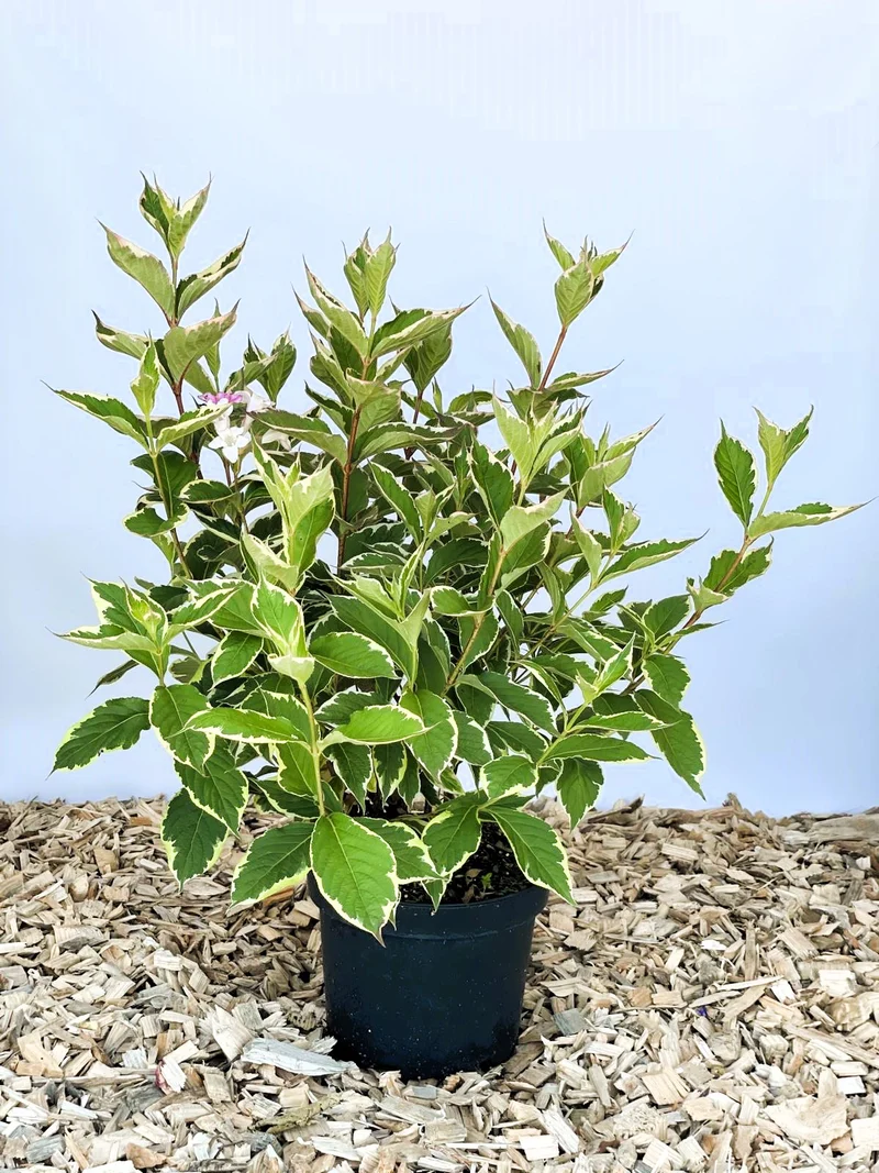 Weigelie Florida Nana Variegata - Topf-/Containerpflanzen