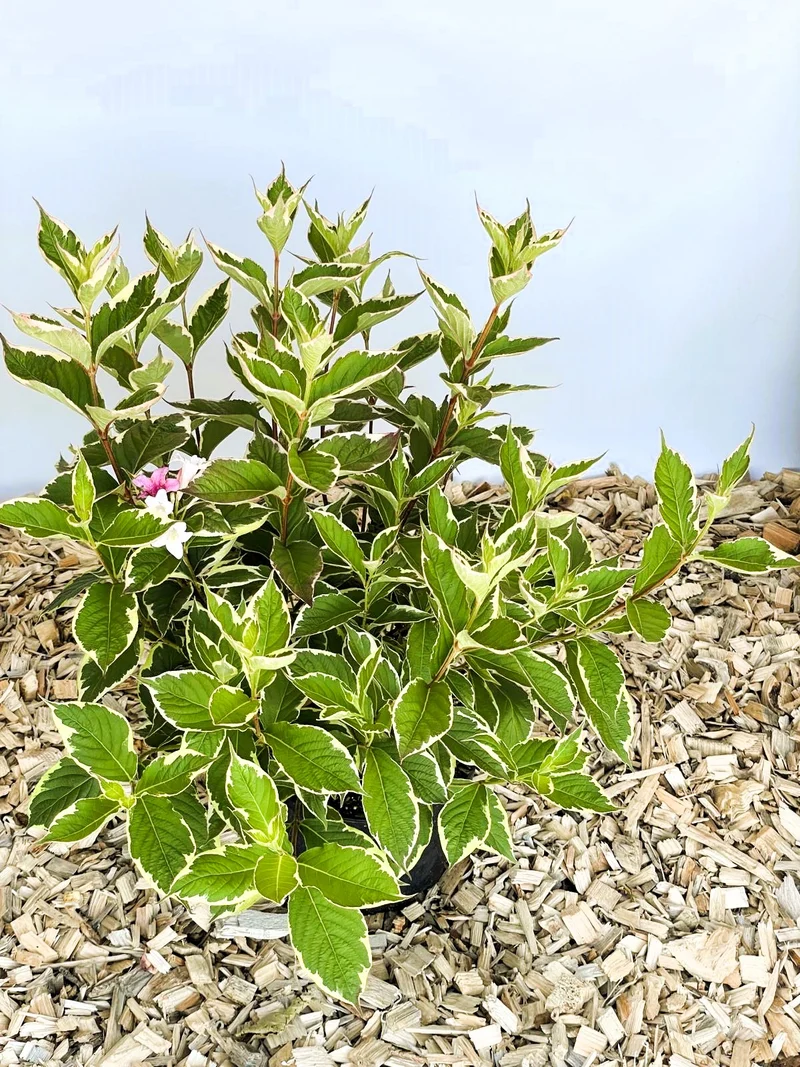Weigelie Florida Nana Variegata - Topf-/Containerpflanzen