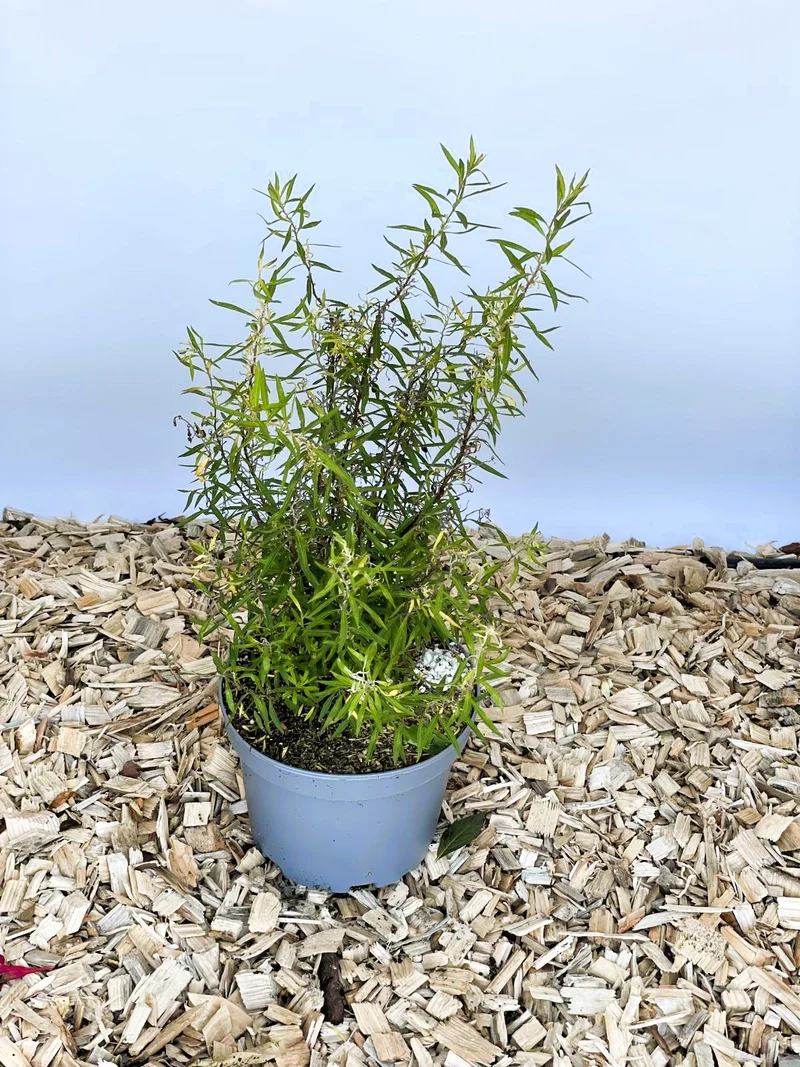 Weiße Rispenspiere Grefsheim - Topf-/Containerpflanzen