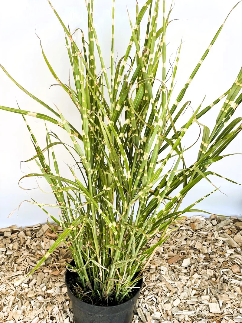 Zebra-Chinaschilf - Topf-/Containerpflanzen