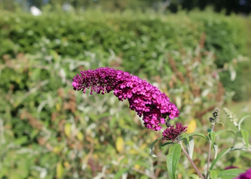 Sommerflieder Royal Red - Topf-/Containerpflanzen