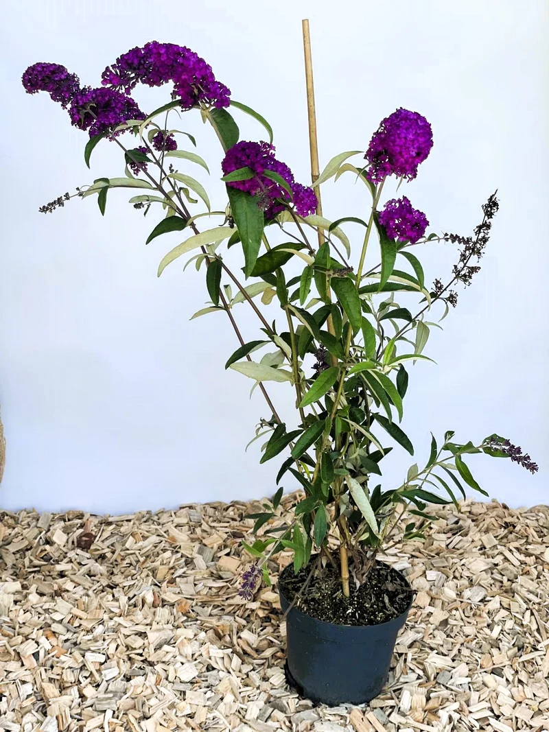 Sommerflieder Royal Red - Topf-/Containerpflanzen