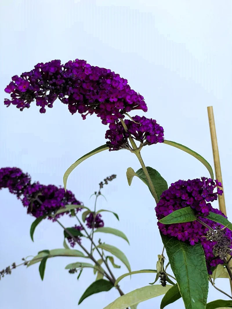 Sommerflieder Royal Red - Topf-/Containerpflanzen