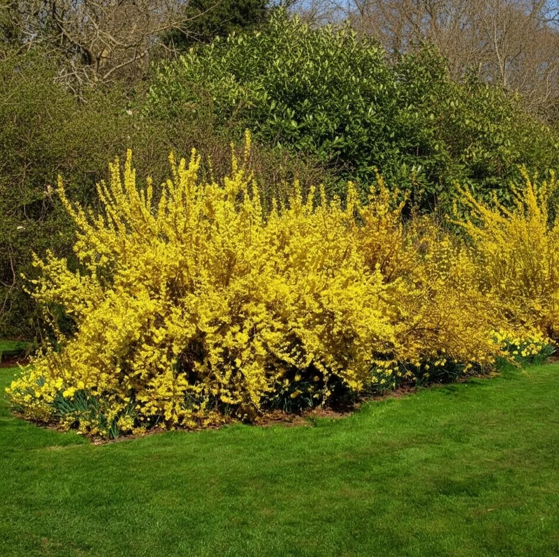 Forsythie Lynwood Gold - Topf-/Containerpflanzen
