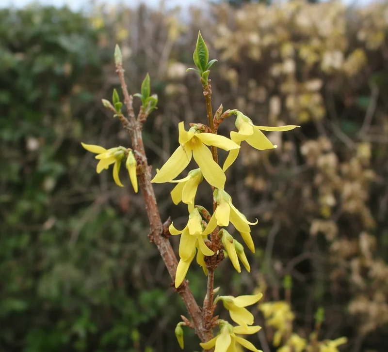 Forsythie Lynwood Gold - Topf-/Containerpflanzen