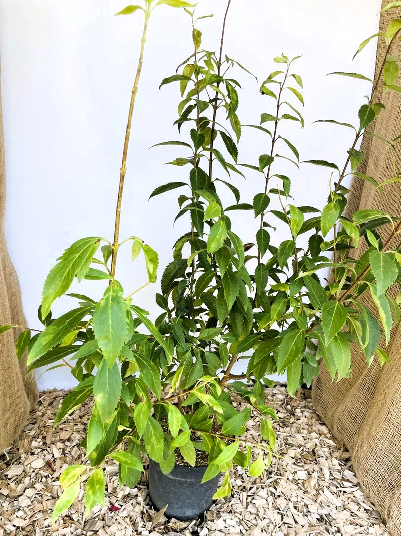 Forsythie Lynwood Gold - Topf-/Containerpflanzen