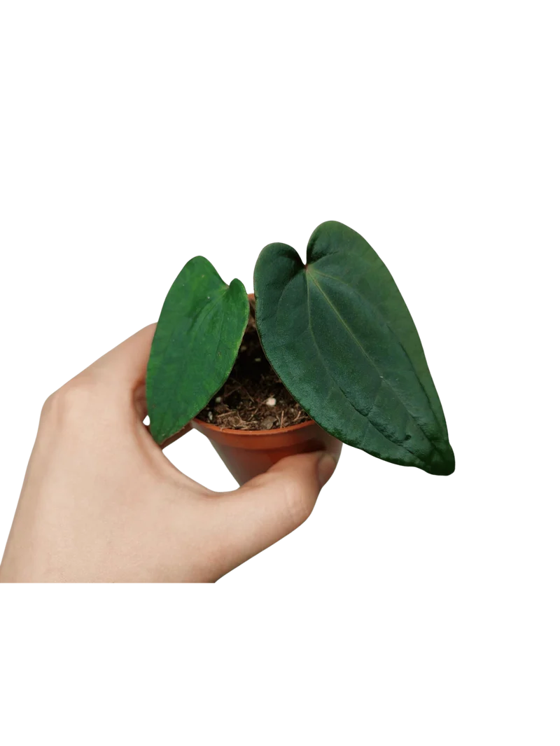 Anthurium Dark Phoenix x Dressleri