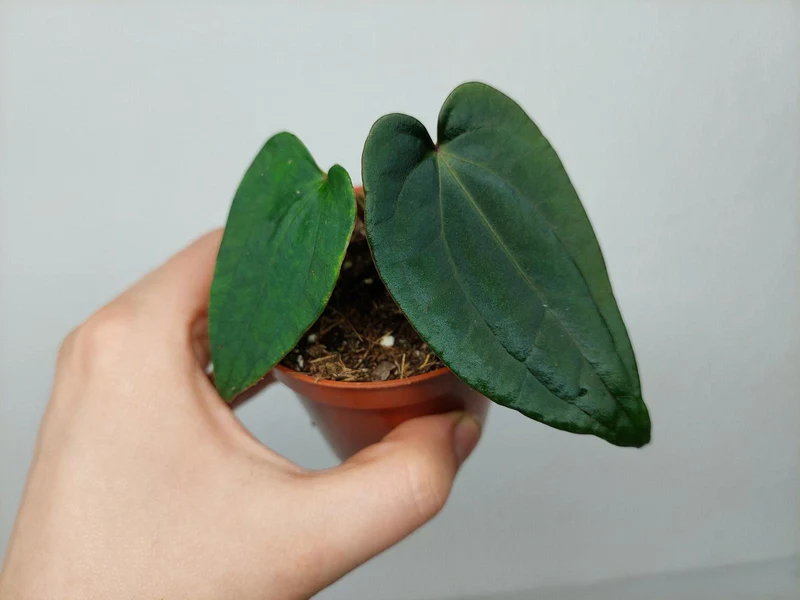 Anthurium Dark Phoenix x Dressleri