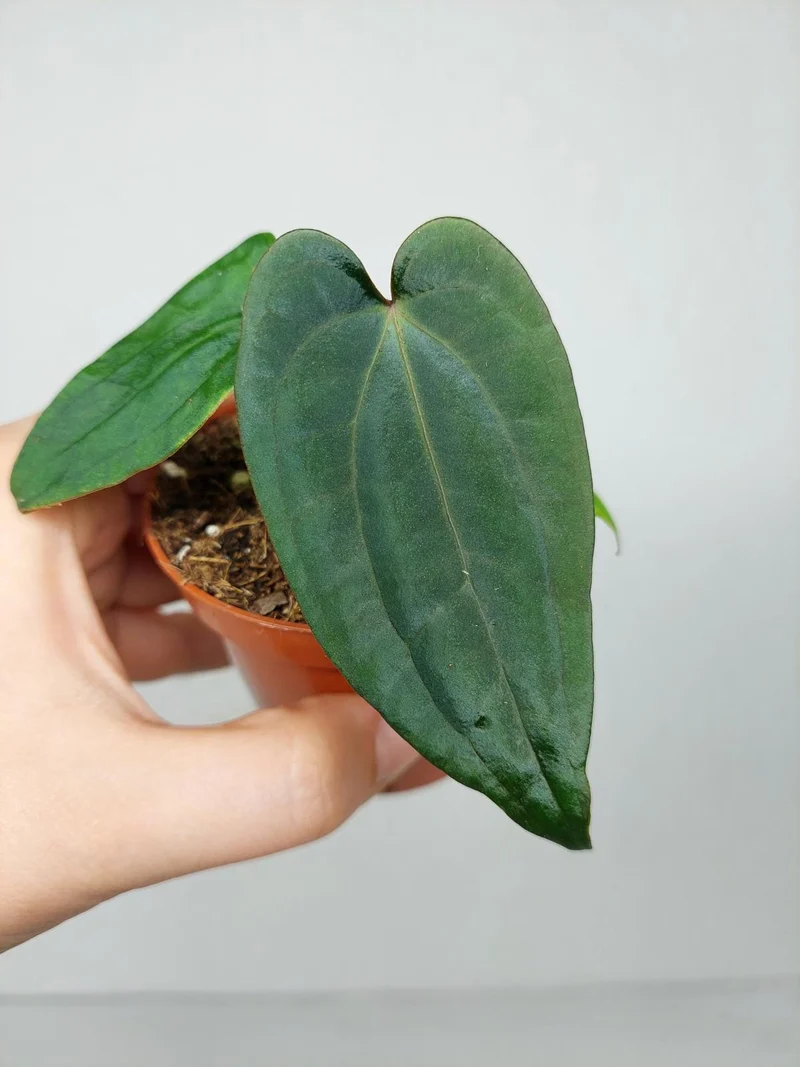 Anthurium Dark Phoenix x Dressleri