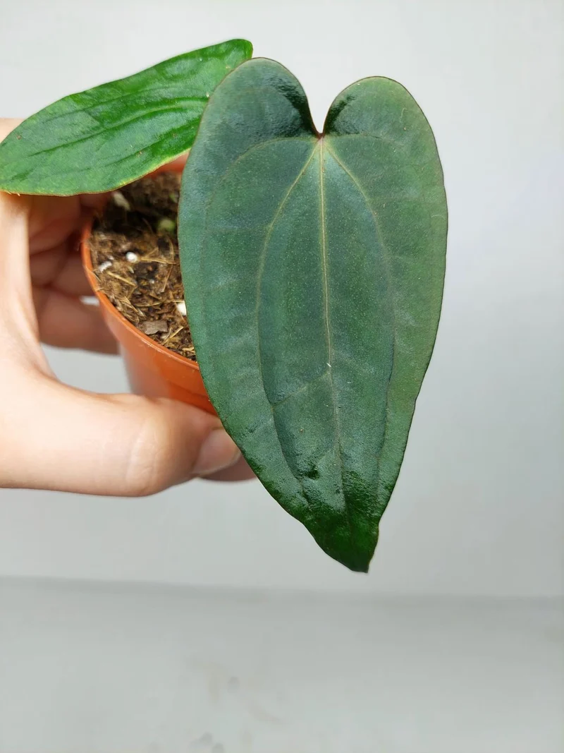 Anthurium Dark Phoenix x Dressleri