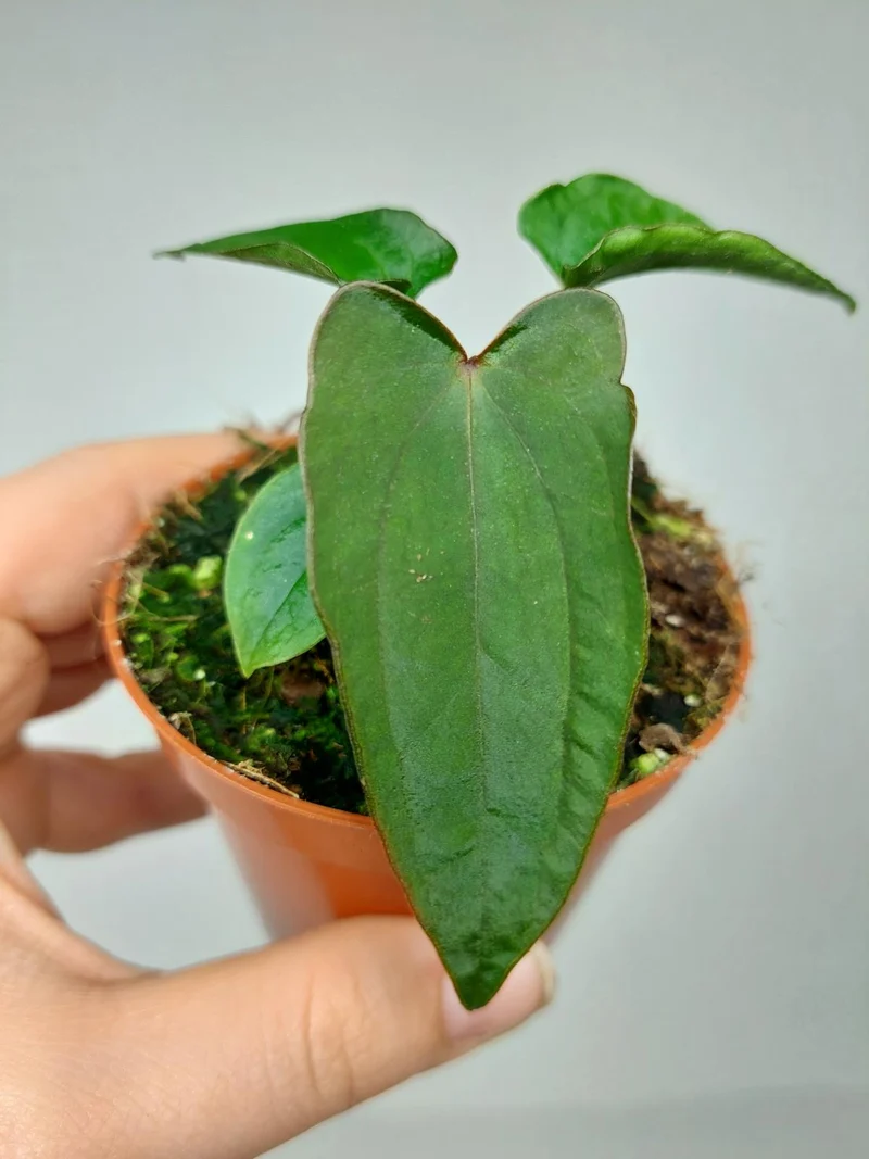 Anthurium Dark Phoenix x Dressleri