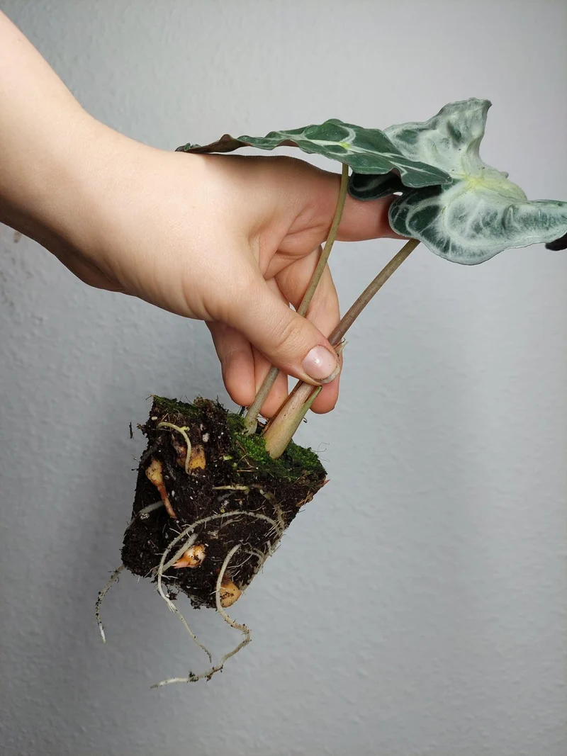 Alocasia Venom (Rhizom / Bulbe)