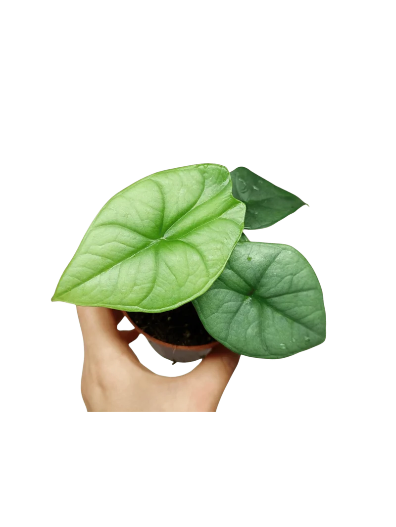 Alocasia Platinum