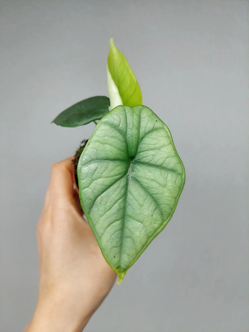 Alocasia Platinum