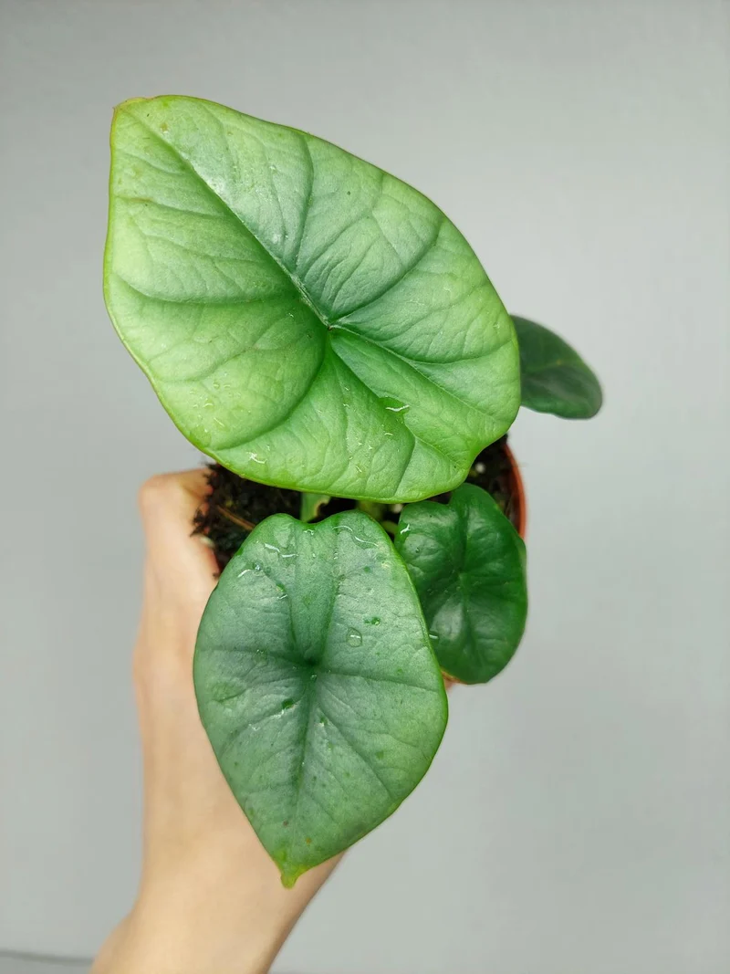Alocasia Platinum