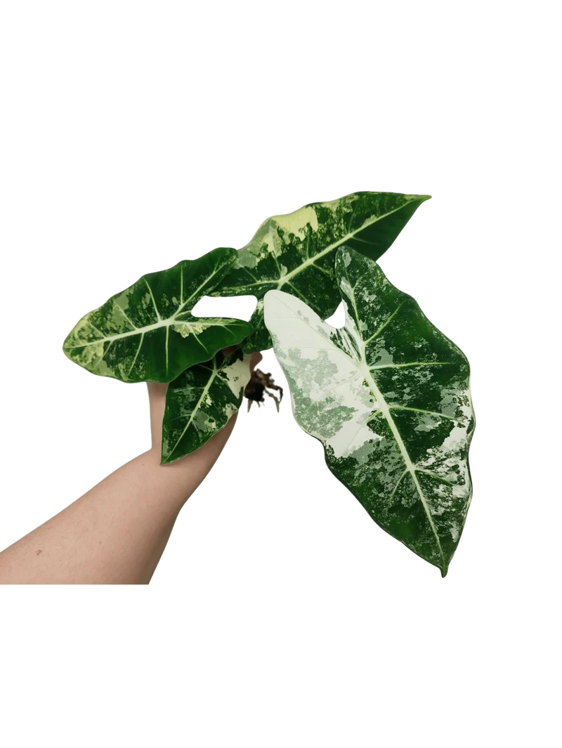 Alocasia Frydek Variegata (zum aussuchen)