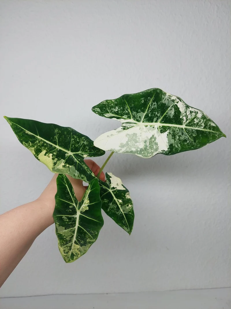 Alocasia Frydek Variegata (zum aussuchen)