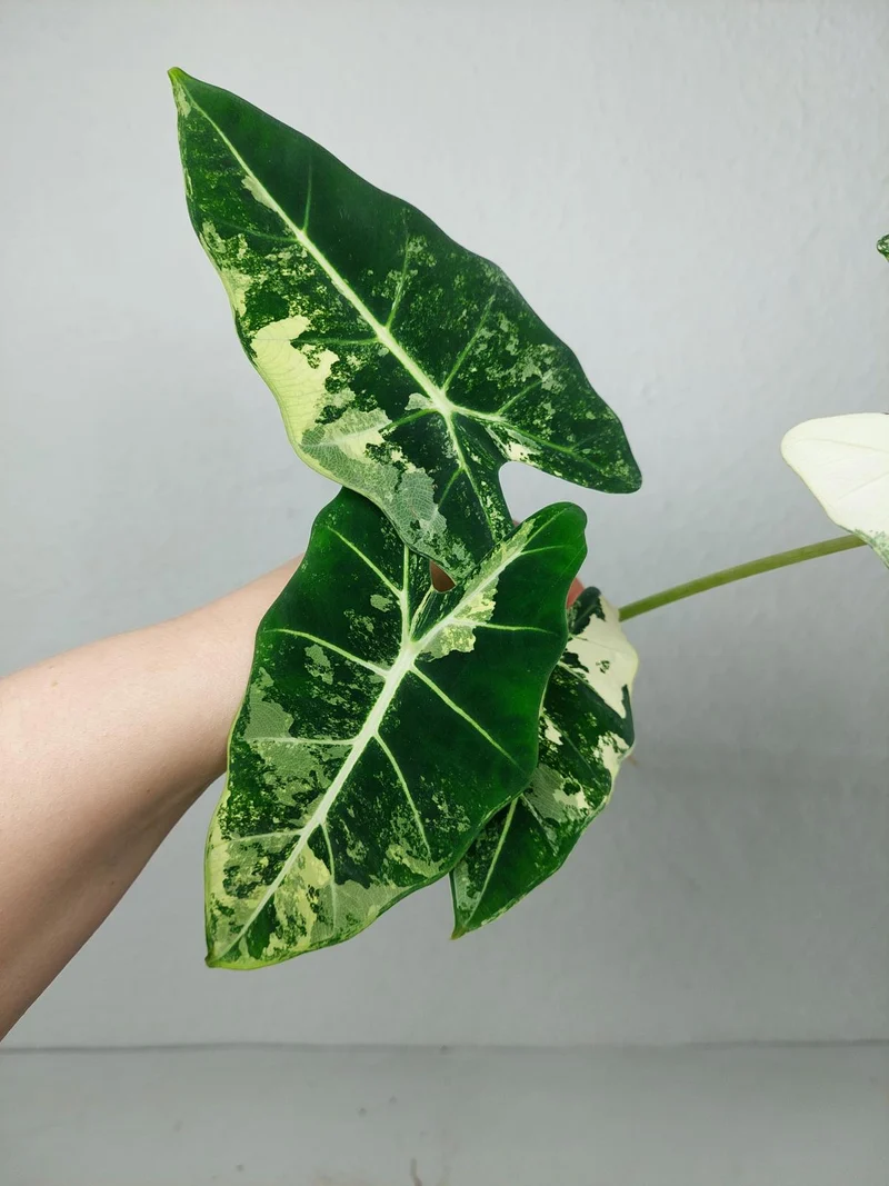 Alocasia Frydek Variegata (zum aussuchen)