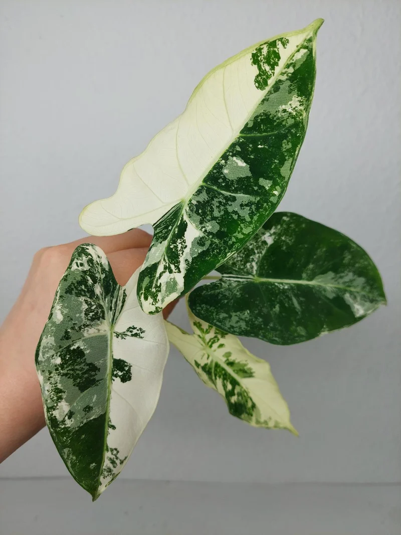 Alocasia Frydek Variegata (zum aussuchen)
