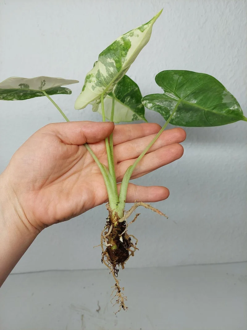 Alocasia Frydek Variegata (zum aussuchen)