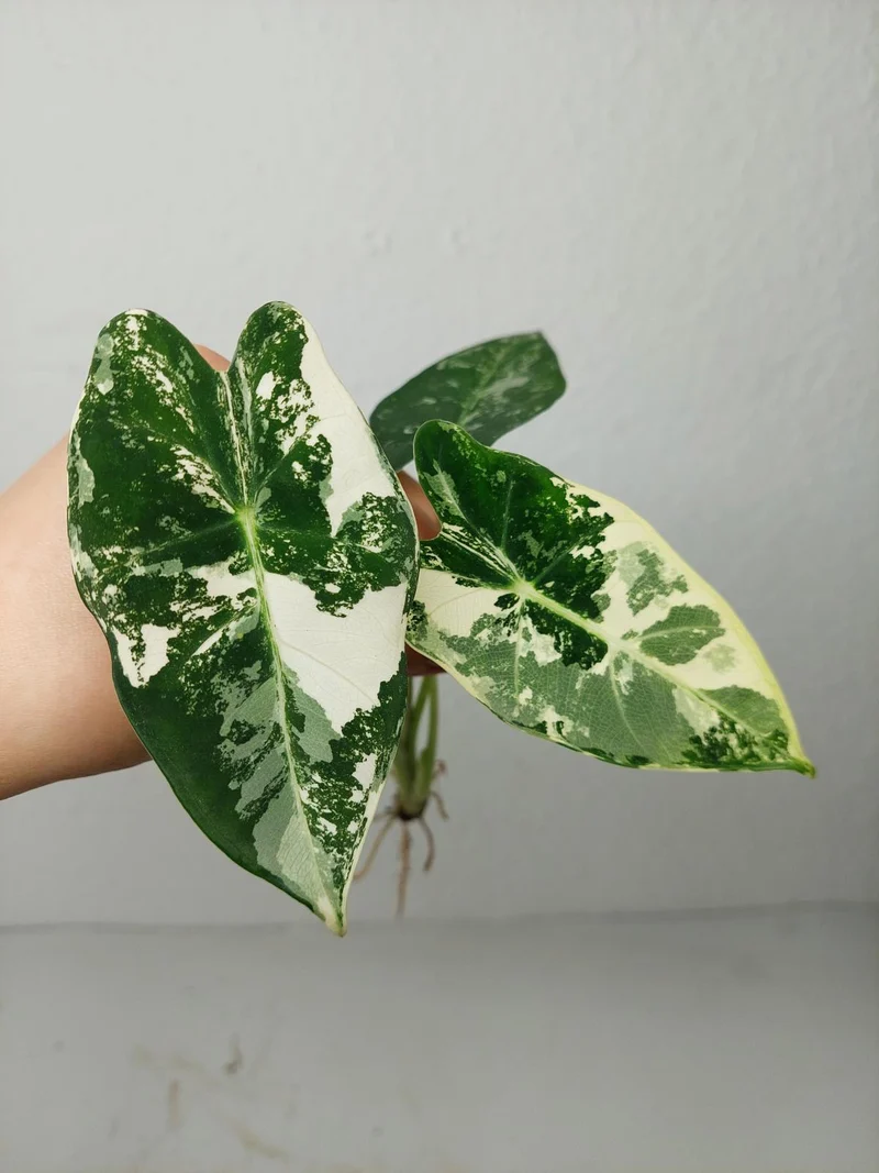Alocasia Frydek Variegata (zum aussuchen)