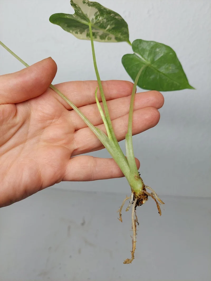 Alocasia Frydek Variegata (zum aussuchen)