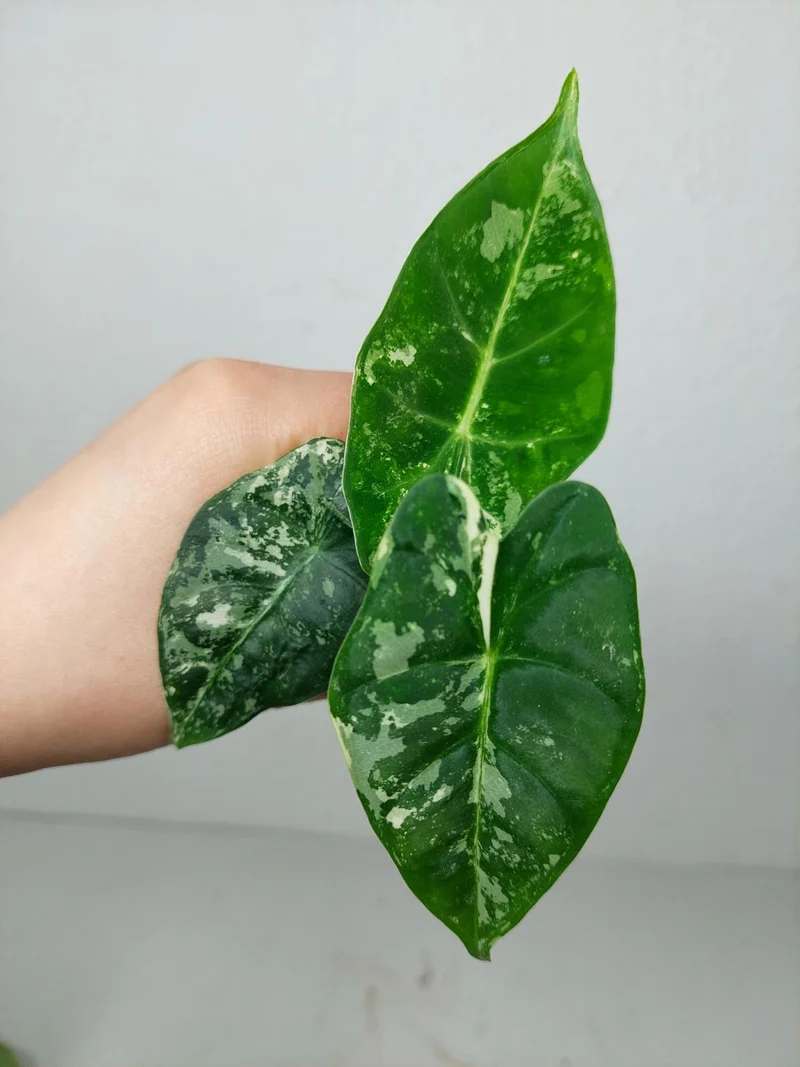 Alocasia Frydek Variegata (zum aussuchen)