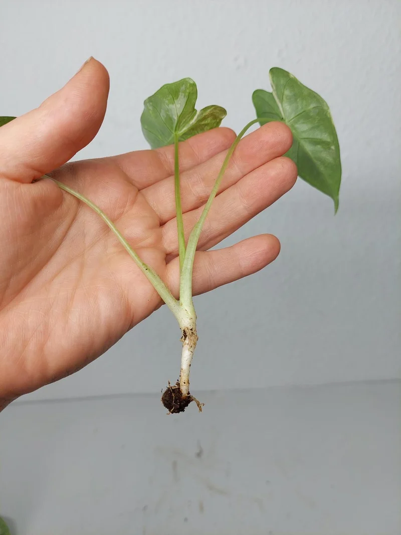 Alocasia Frydek Variegata (zum aussuchen)