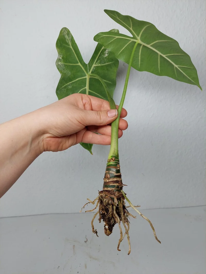 Alocasia Frydek Variegata (zum aussuchen)