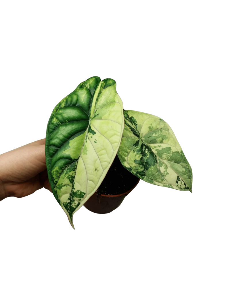 Alocasia Dragon Scale Variegata