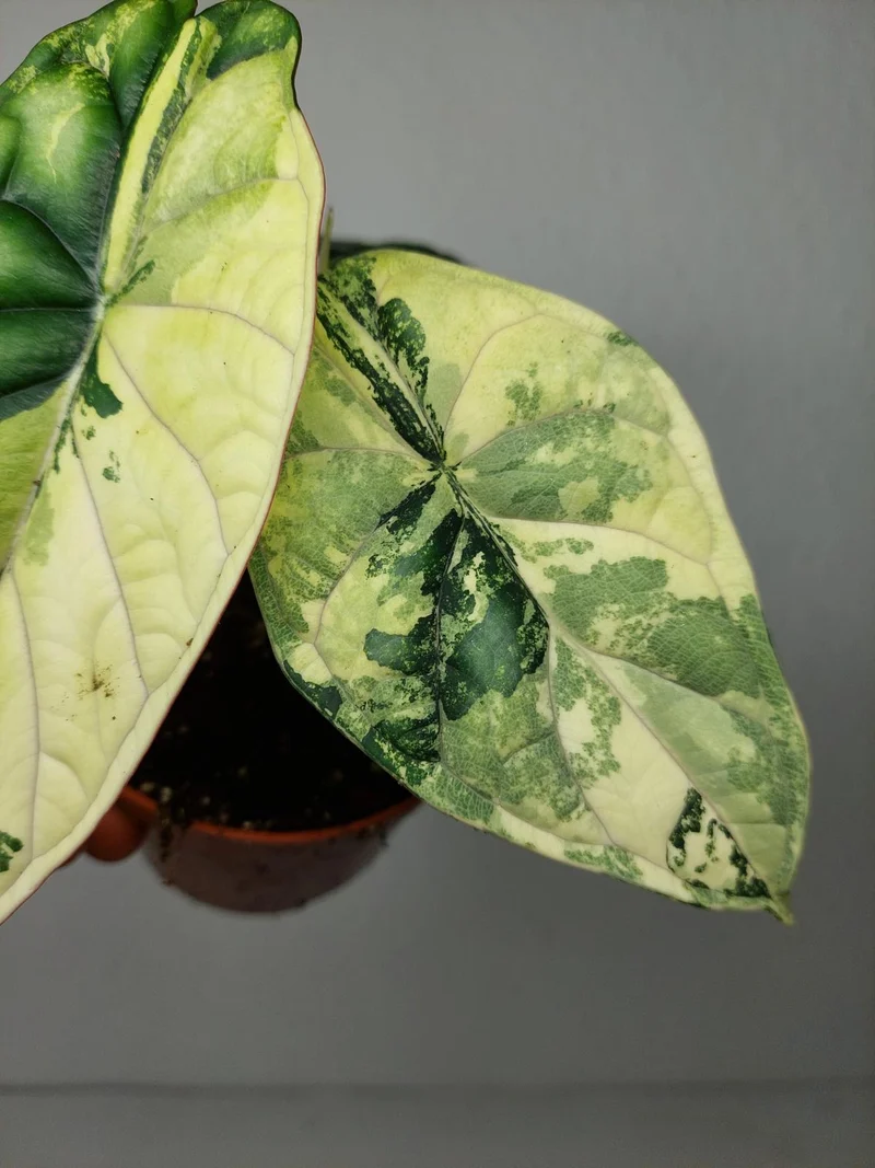 Alocasia Dragon Scale Variegata