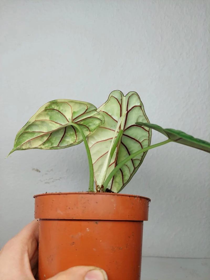 Alocasia Dragon Scale Variegata