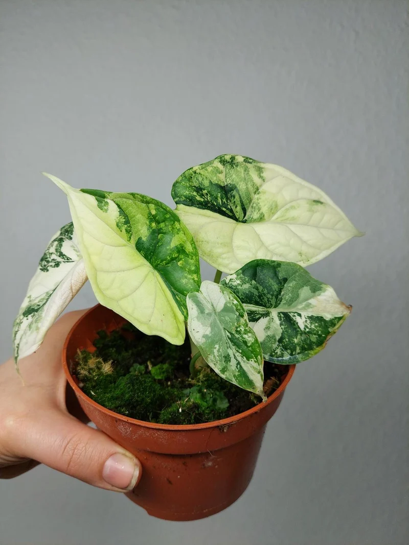Alocasia Dragon Scale Variegata
