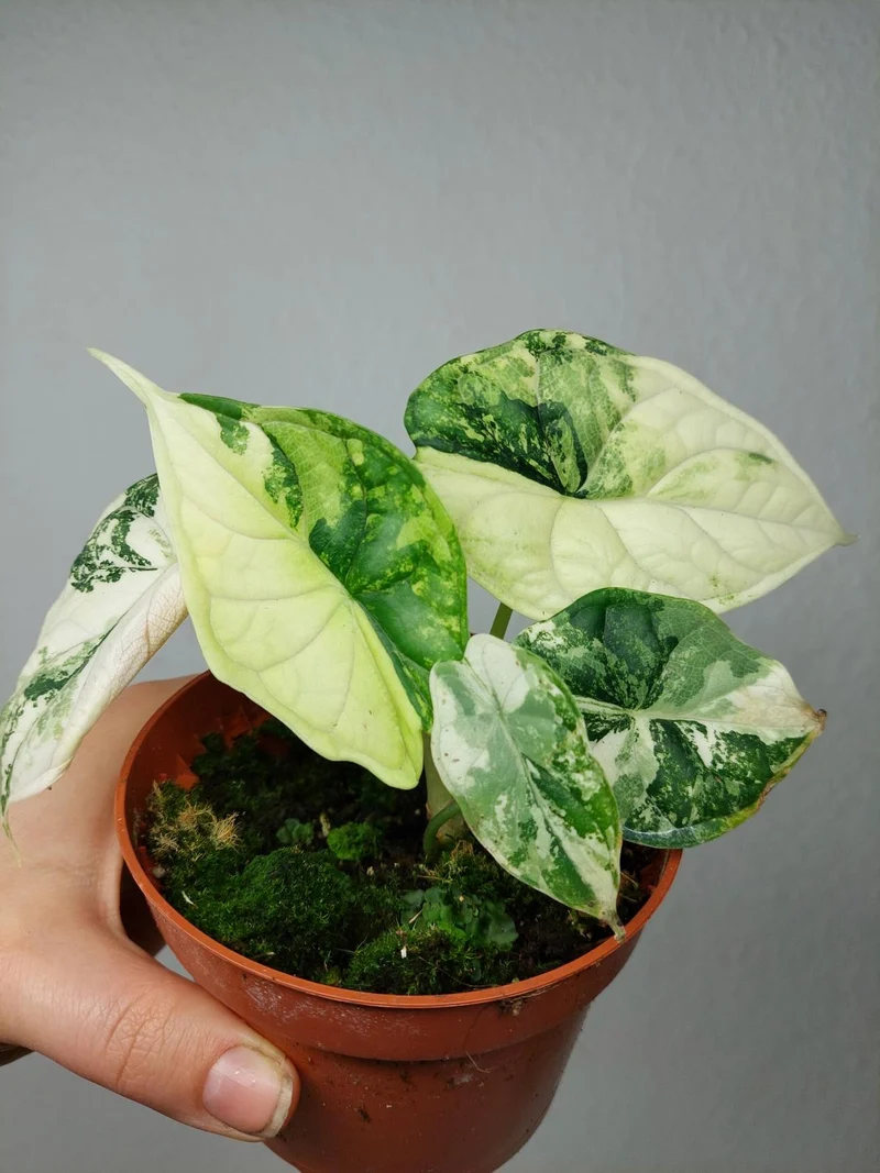 Alocasia Dragon Scale Variegata