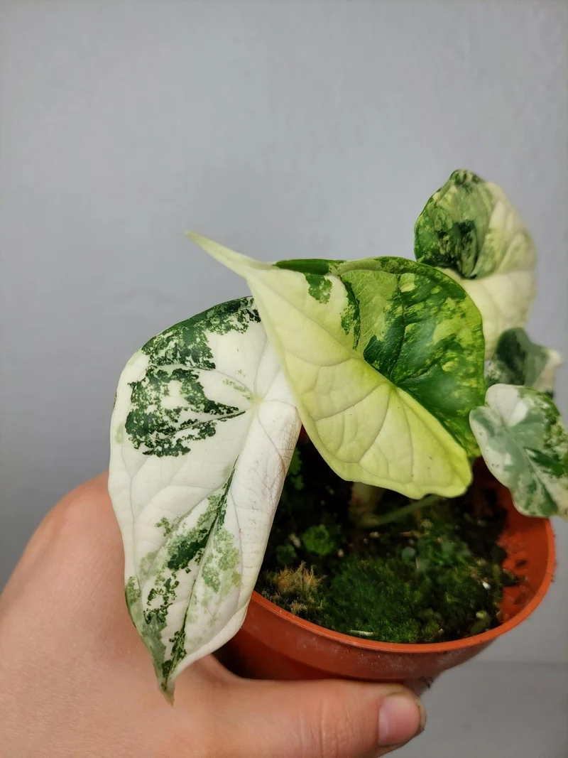Alocasia Dragon Scale Variegata