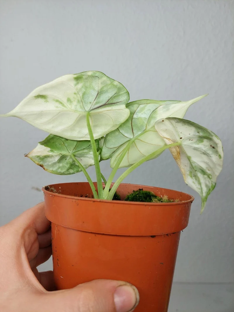 Alocasia Dragon Scale Variegata