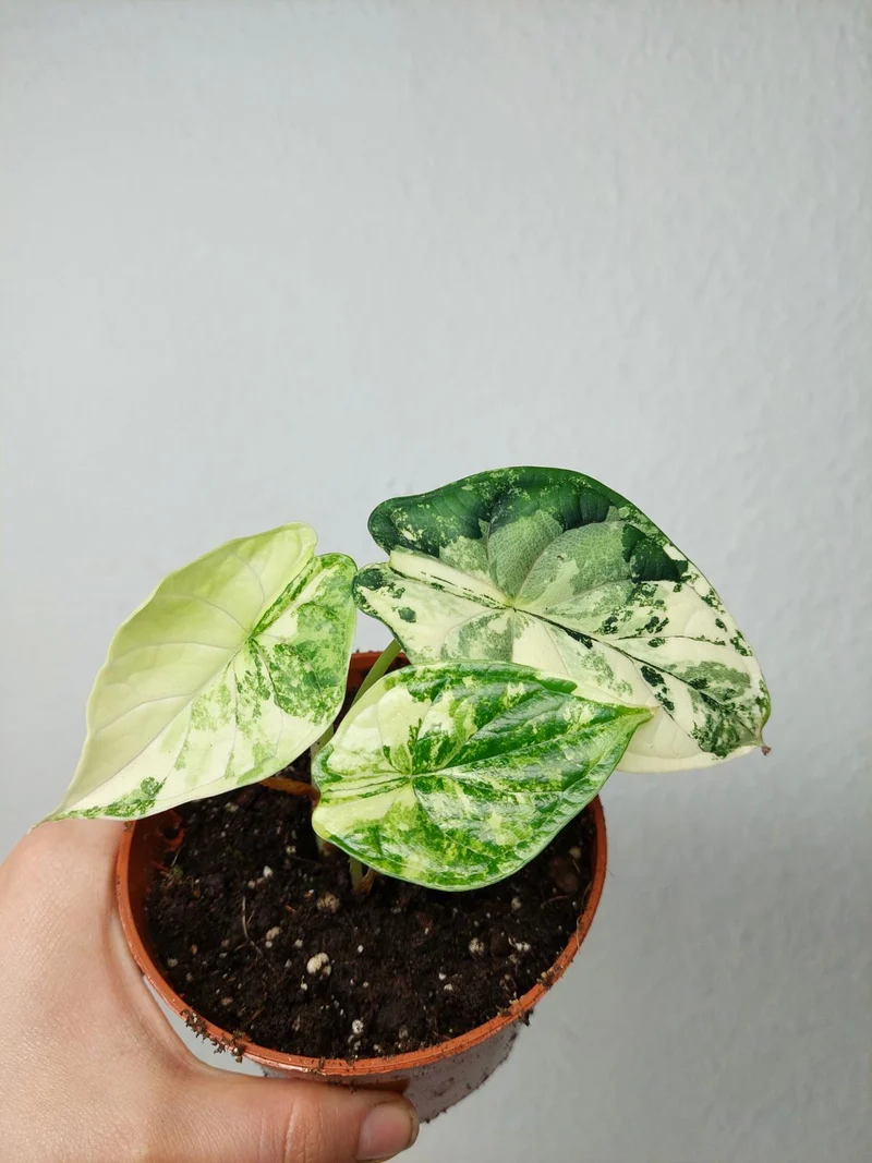Alocasia Dragon Scale Variegata