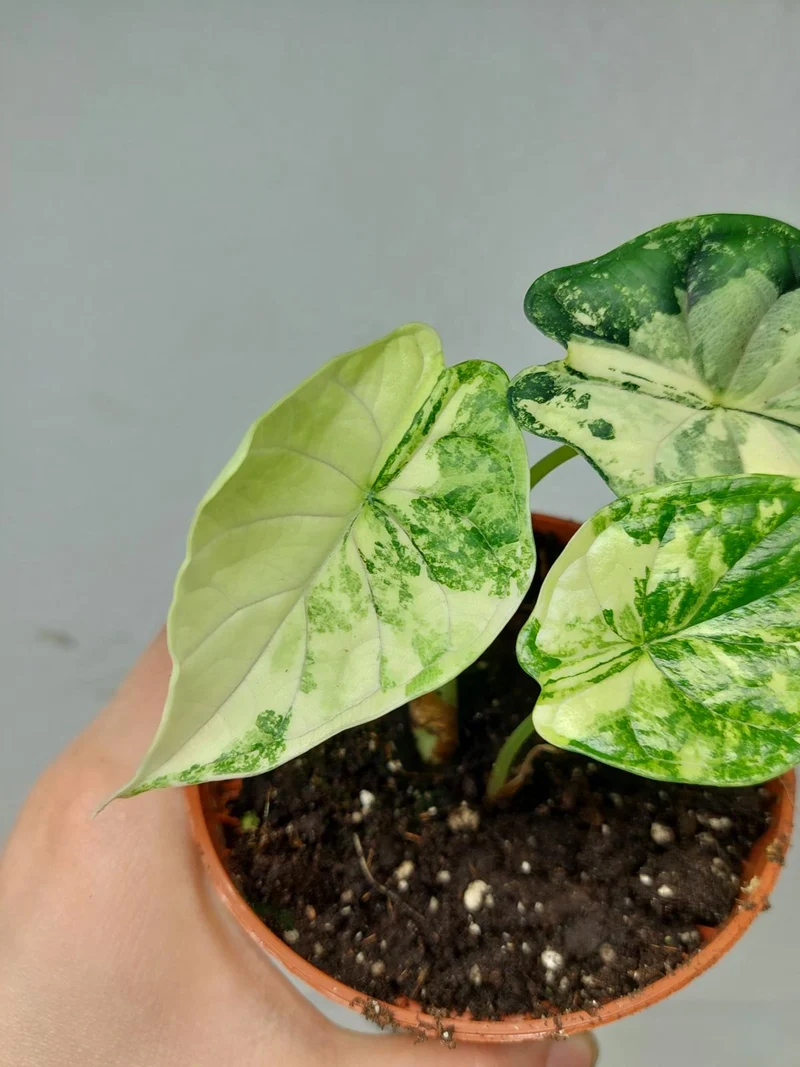 Alocasia Dragon Scale Variegata