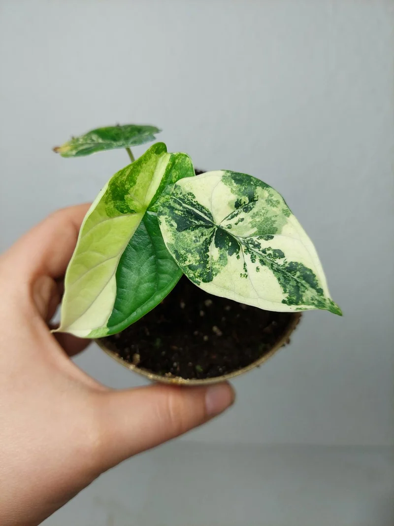 Alocasia Dragon Scale Variegata