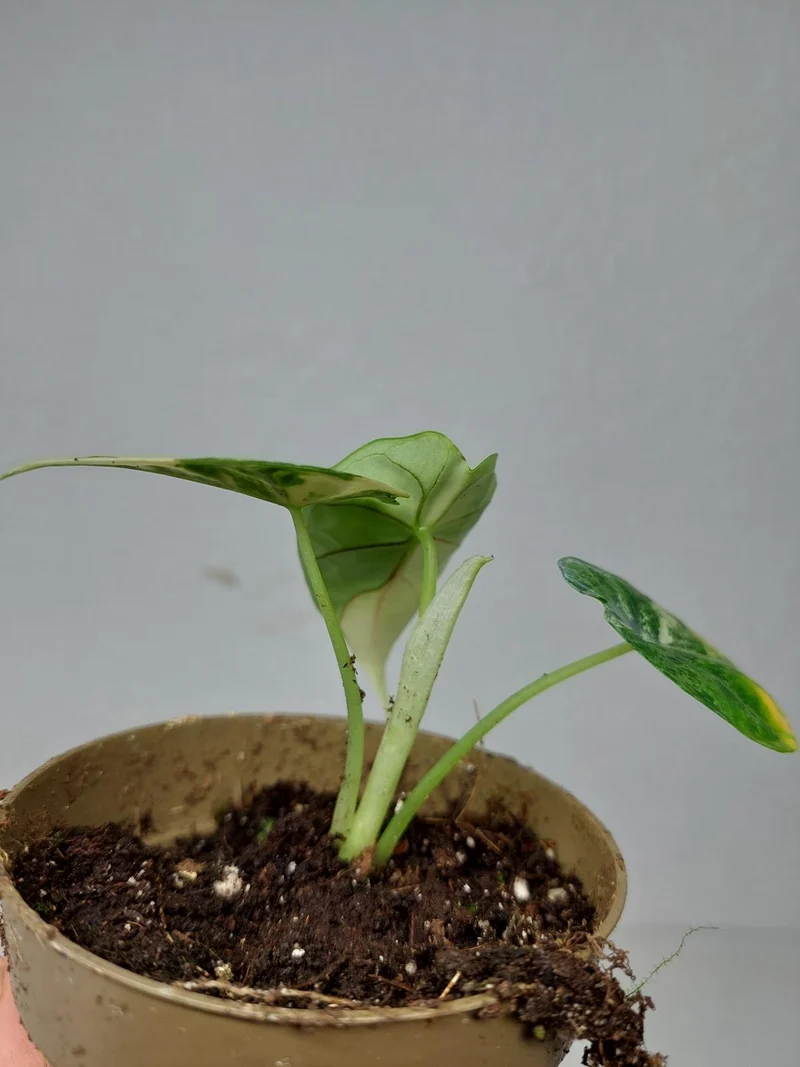 Alocasia Dragon Scale Variegata