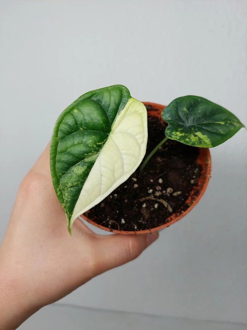 Alocasia Dragon Scale Variegata