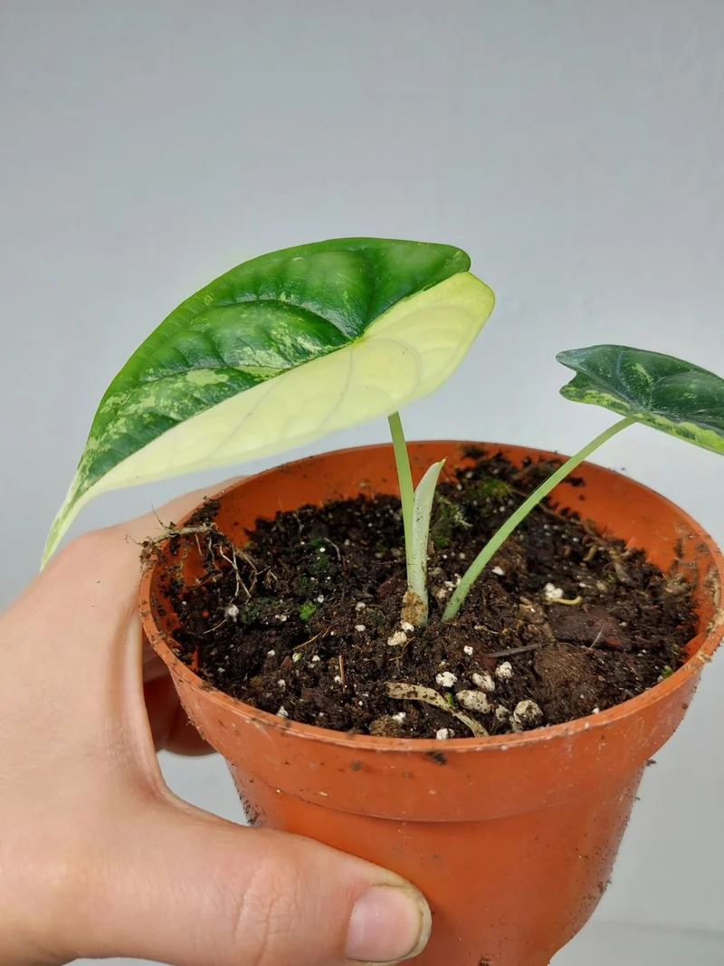 Alocasia Dragon Scale Variegata