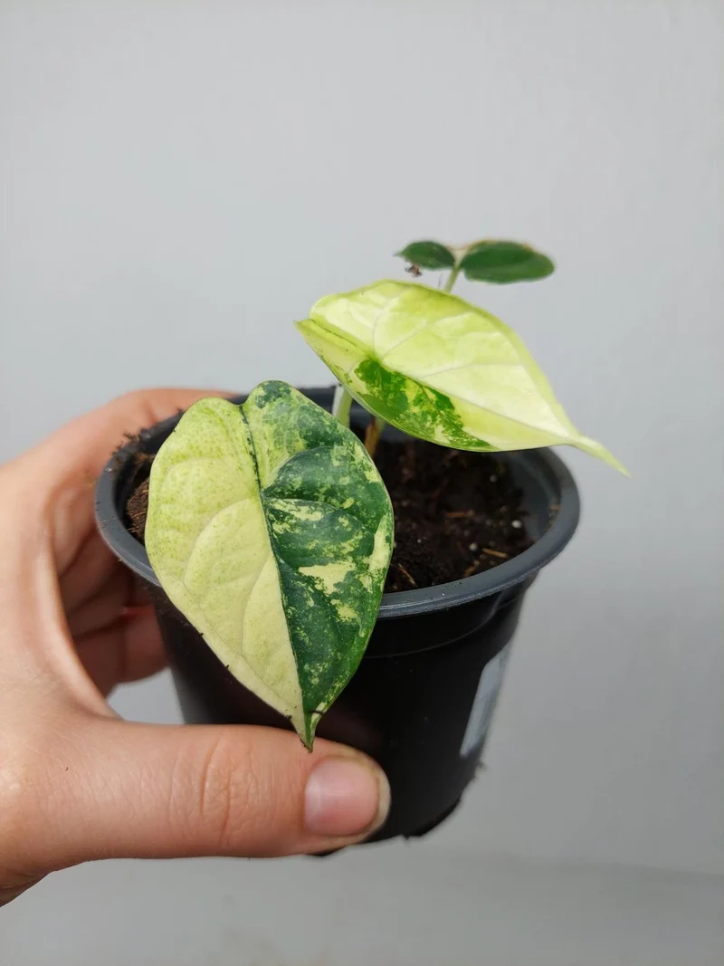 Alocasia Dragon Scale Variegata