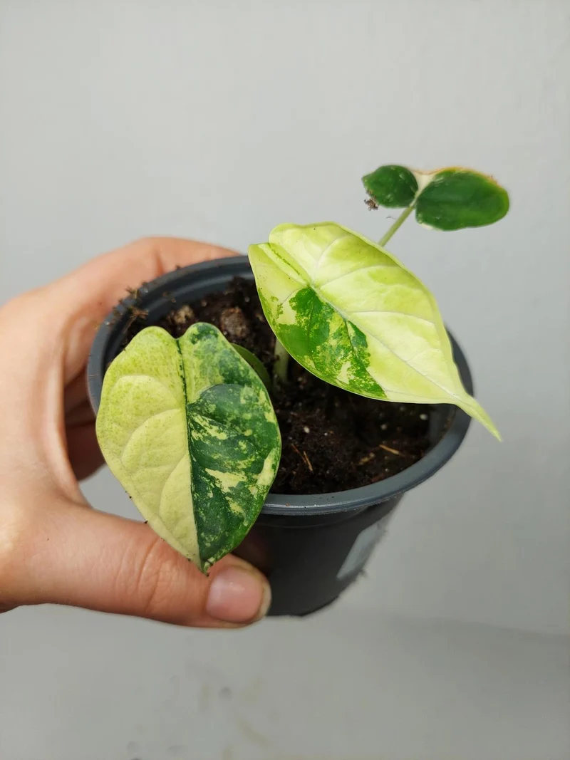 Alocasia Dragon Scale Variegata