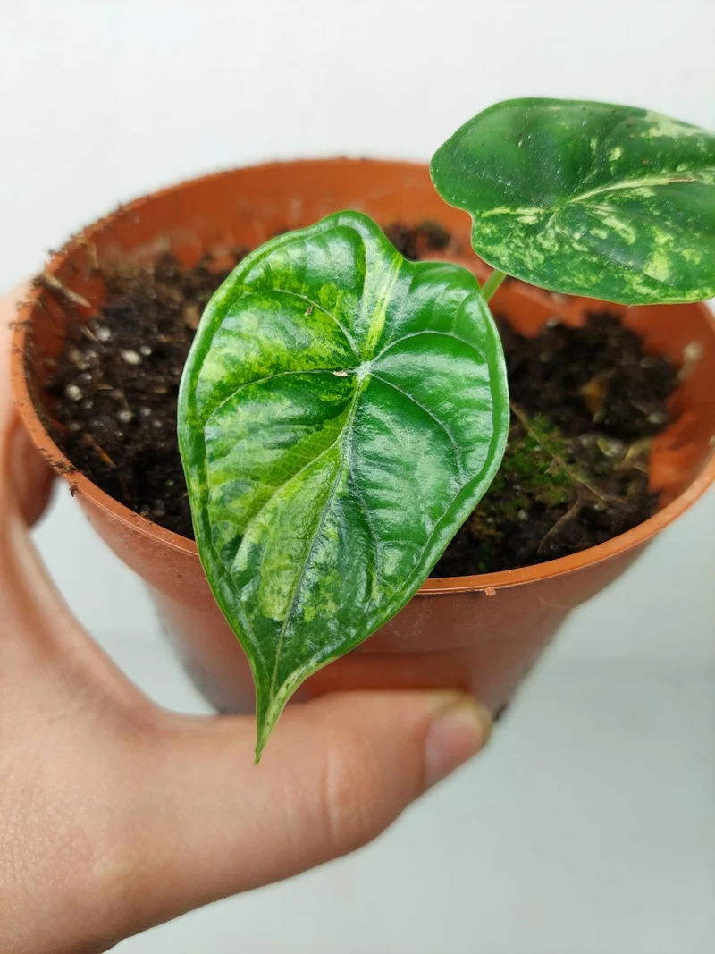 Alocasia Dragon Scale Variegata