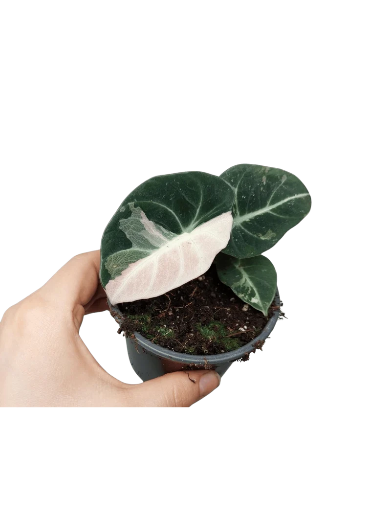 Alocasia Black Velvet Pink
