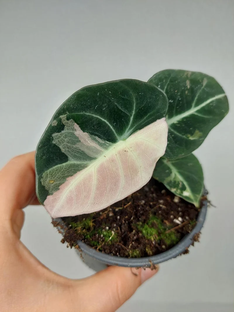 Alocasia Black Velvet Pink
