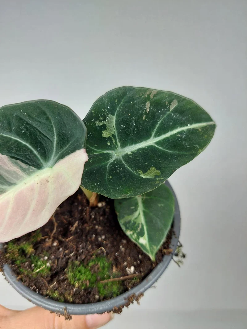 Alocasia Black Velvet Pink