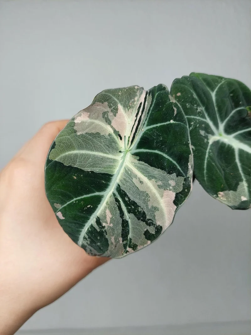 Alocasia Black Velvet Pink